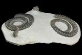 Plate of Ammonite (Anetoceras) Fossils and a Trilobite - Morocco #135997-3